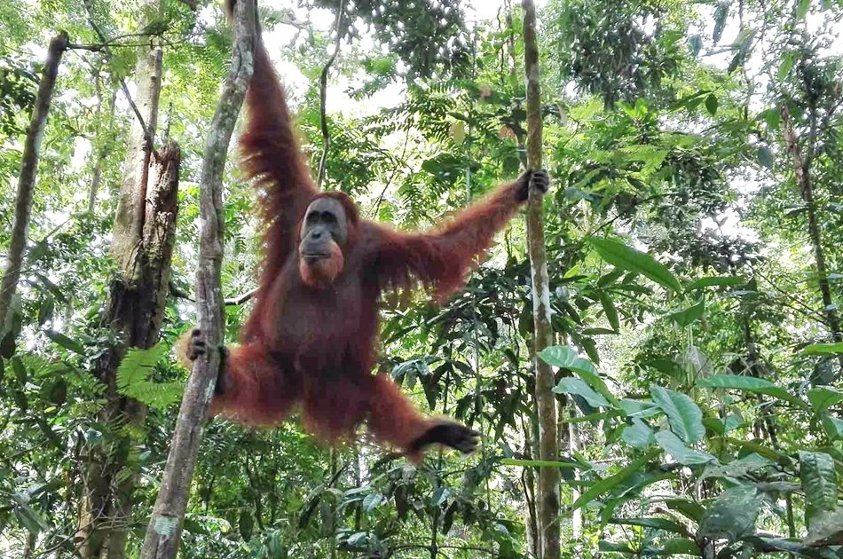 North Sumatran Orangutan and Jungle Trekking
