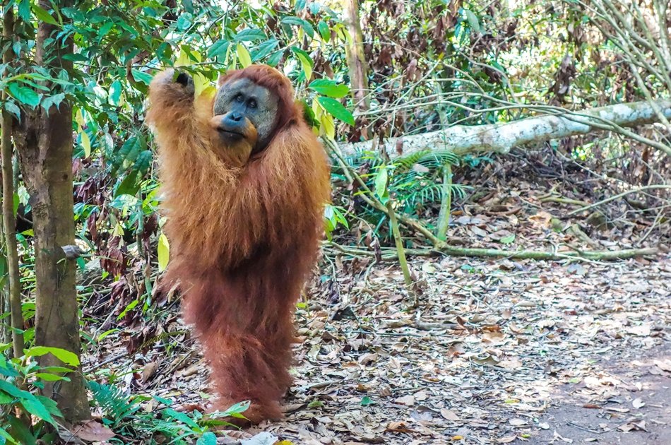 North Sumatran Orangutan and Jungle Trekking