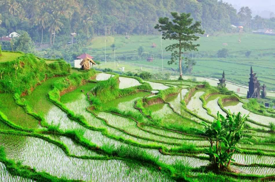 Northen Bali Highlights Private Tour