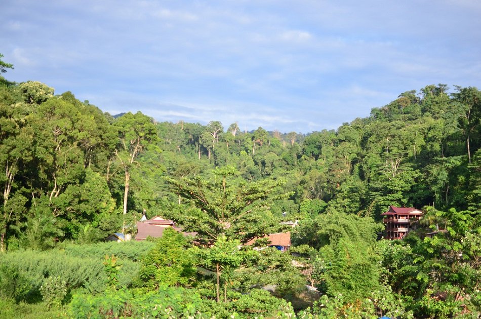 Private Day Trip to Bukit Lawang & Jungle Trekking