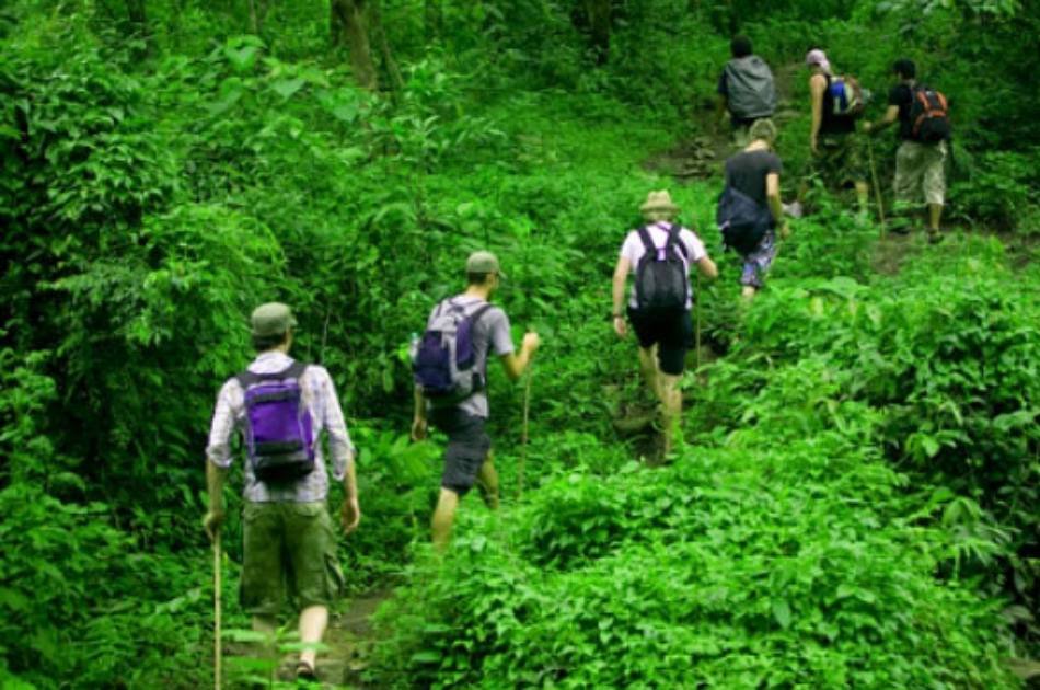 Private Day Trip to Bukit Lawang & Jungle Trekking