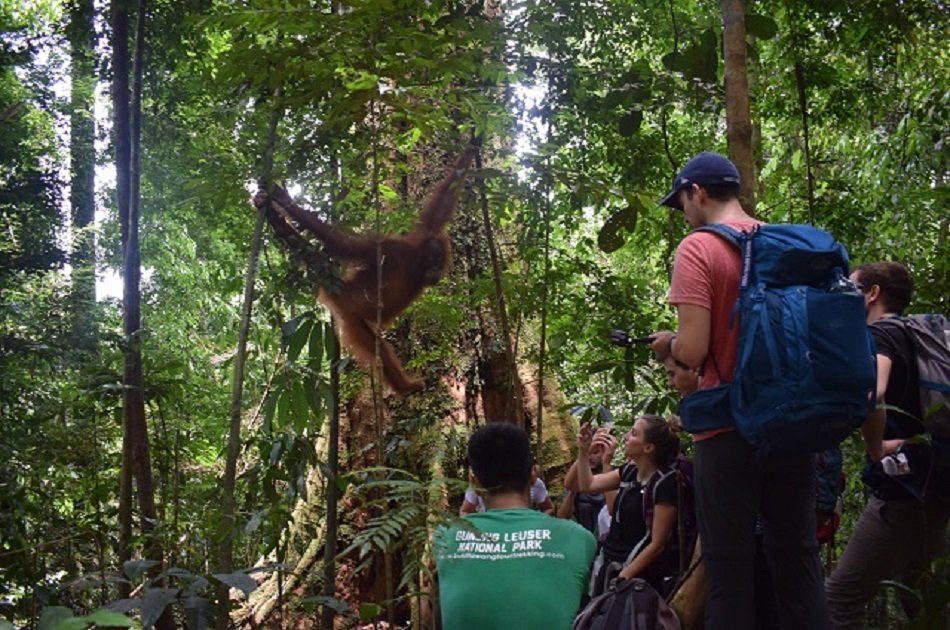 Private Day Trip to Bukit Lawang & Jungle Trekking