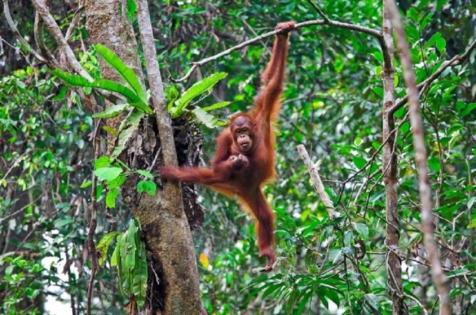 Private Day Trip to Bukit Lawang & Jungle Trekking