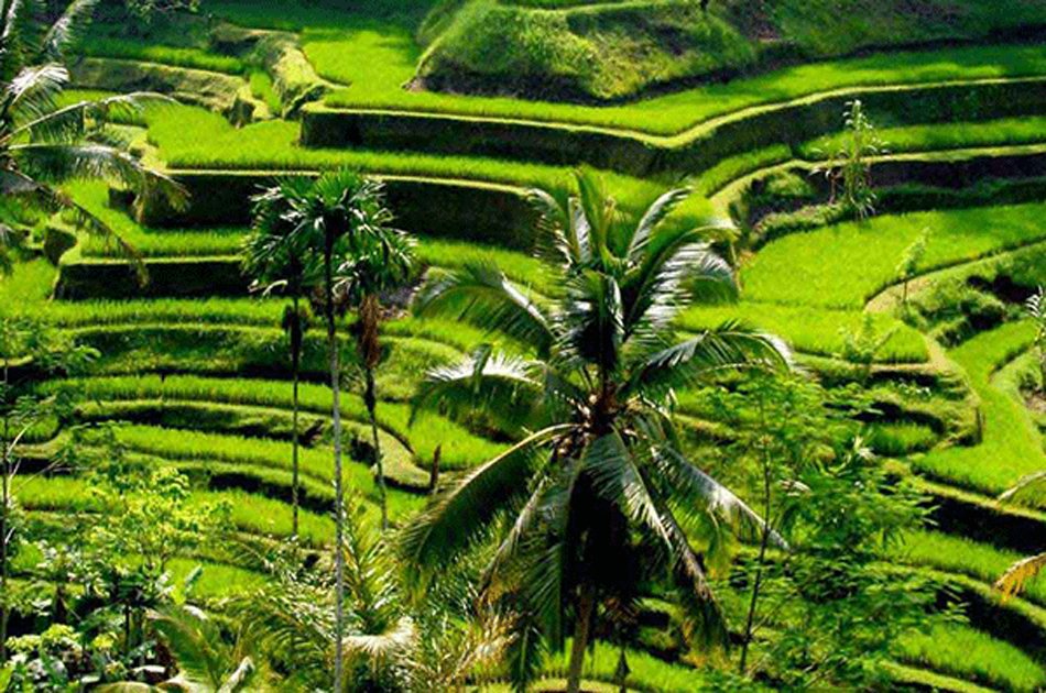 Private Tour: Waterfall in Ubud Full-Day Tour