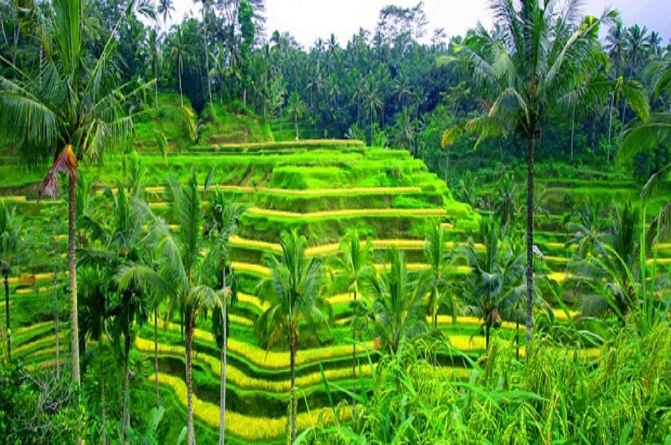 Rice Paddy Trekking Tours with Lunch from Ubud