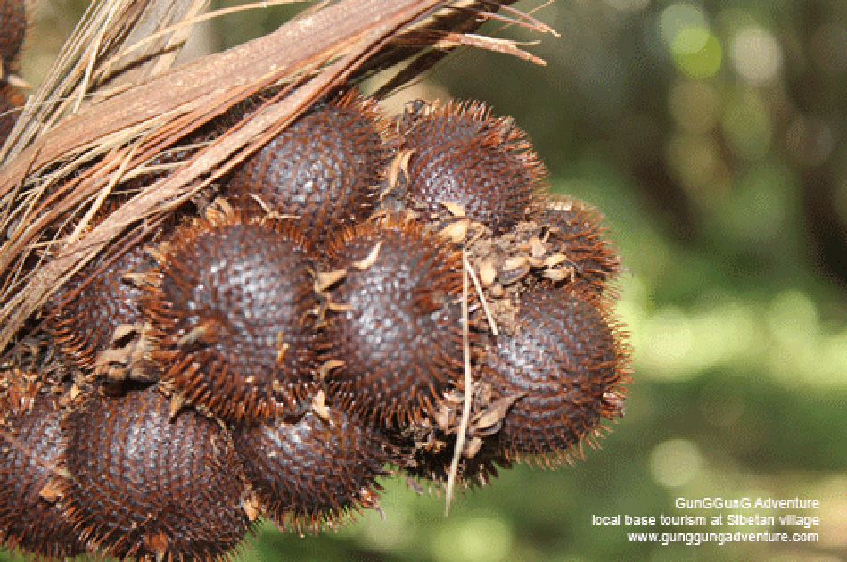 Salak Agro Bali Jeep Village Trail Culture Adventure