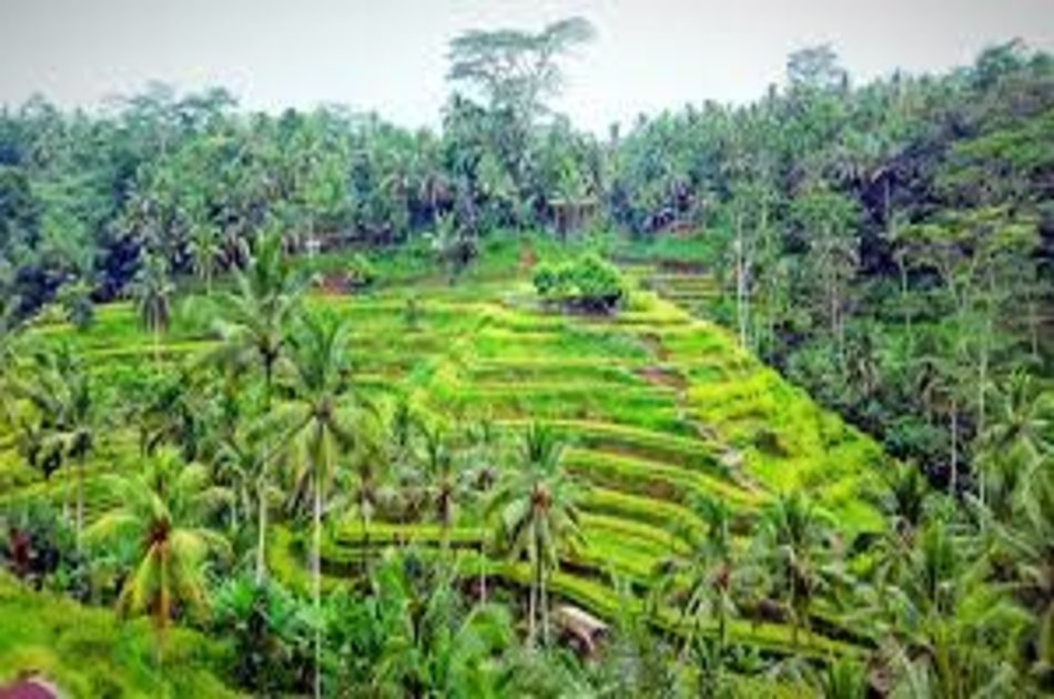 Ubud Tour Bali
