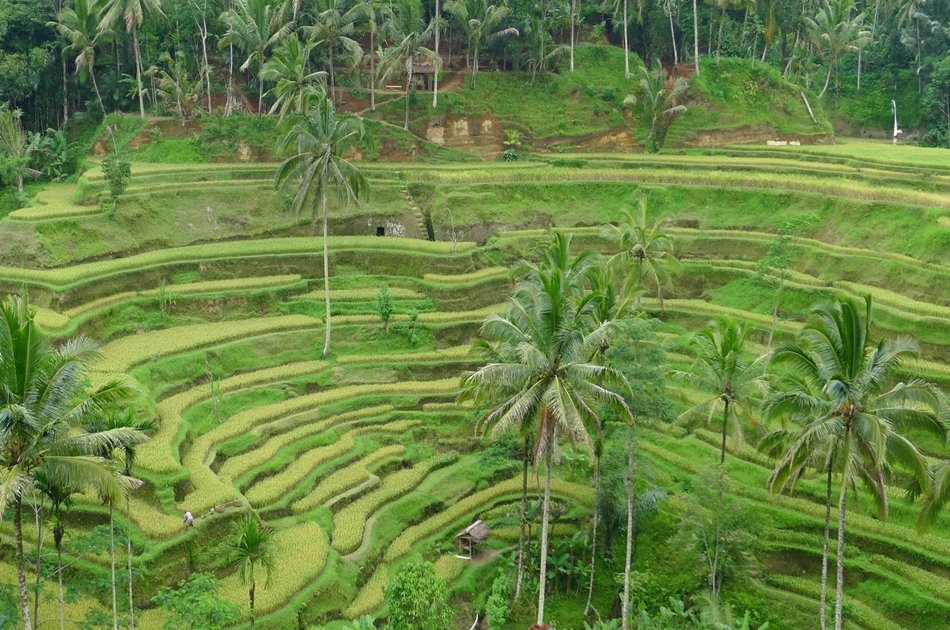 Ubud Tour with Private Car and Tour Driver