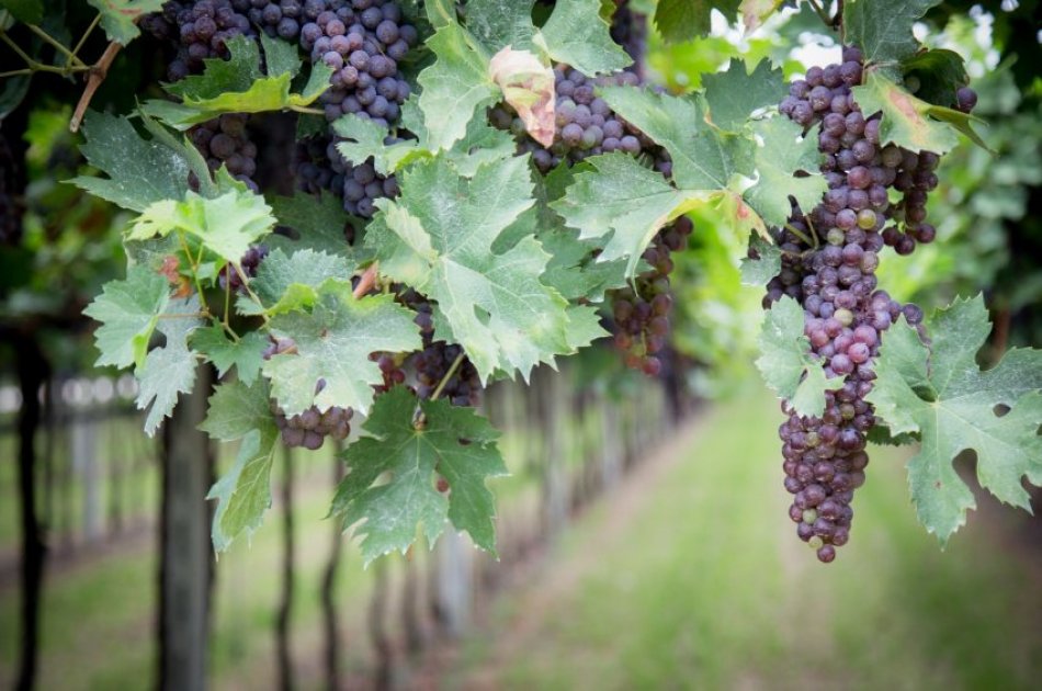 Amarone Wine Trail Tour from Verona