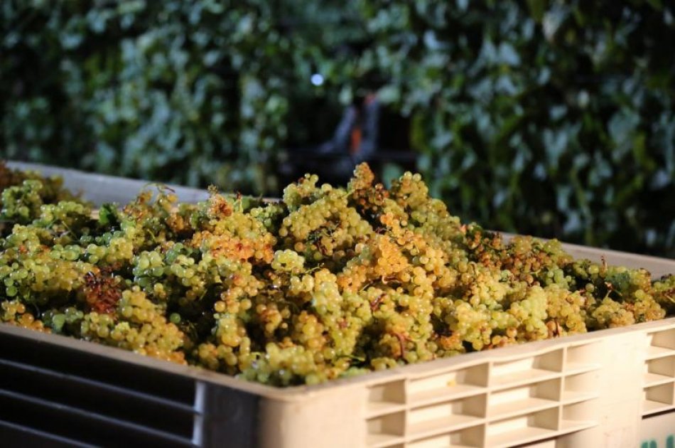 Amarone Wine Trail Tour from Verona