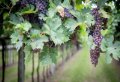 Amarone Wine Trail Tour from Verona