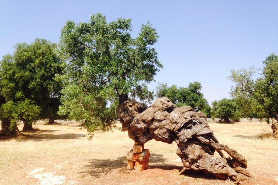 EVO Oil Tasting In a Masseria (Farmhouse)