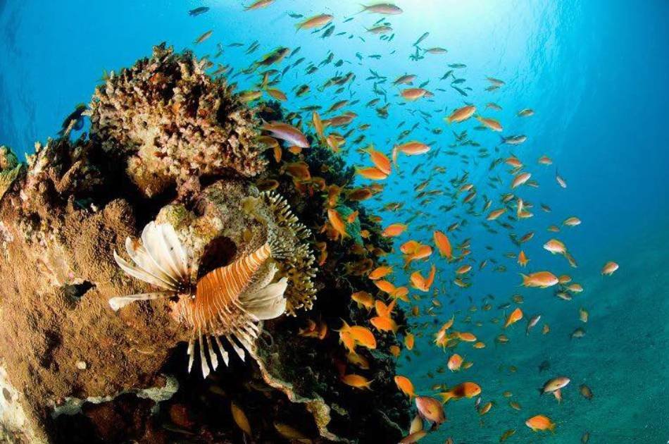 Experience Diving from shore 8 Days Private Tour