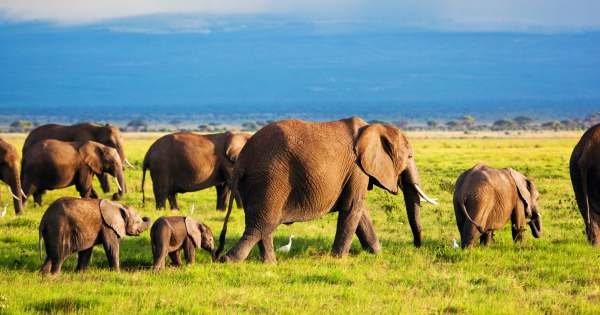 1 Days trip Amboseli Kenya budget safari tour package