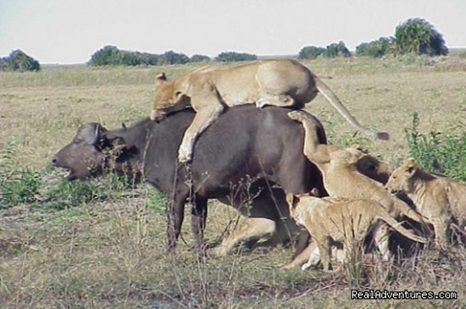 1 Days trip Amboseli Kenya budget safari tour package