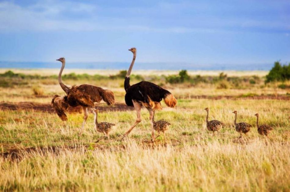 1 Days trip Amboseli Kenya budget safari tour package