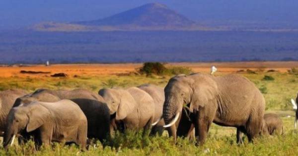 11 Day Kenya Safari and Beach Experience From South Africa
