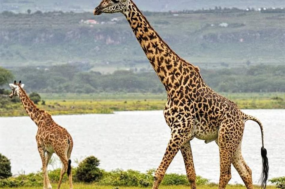 12 Days Best of Kenya & Tanzania