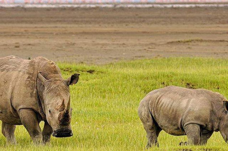 12 Days Best of Kenya & Tanzania