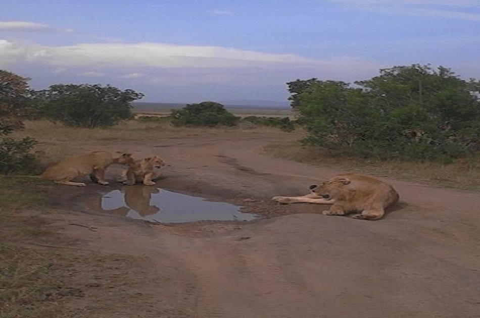 2 Days in Masaai Mara on Safari