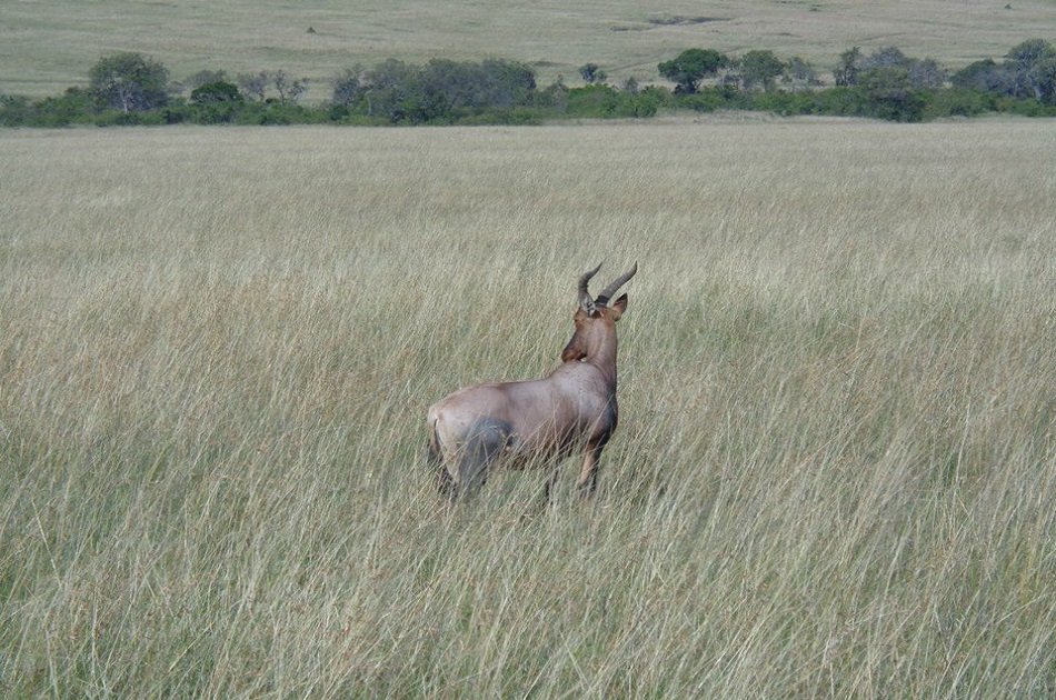 2 Days in Masaai Mara on Safari