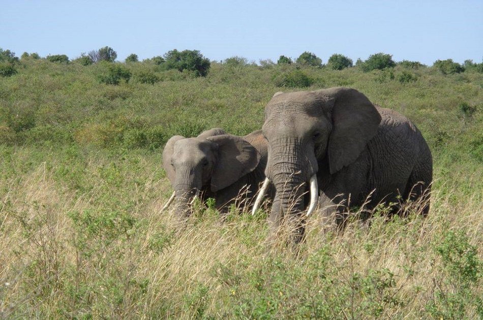 2 Days in Masaai Mara on Safari