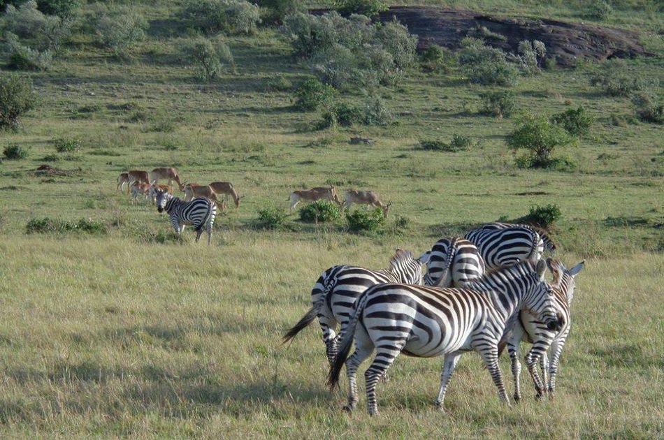 2 Days in Masaai Mara on Safari