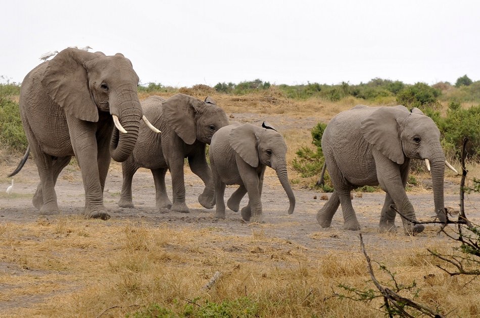 3 Day Amboseli National Park Safari