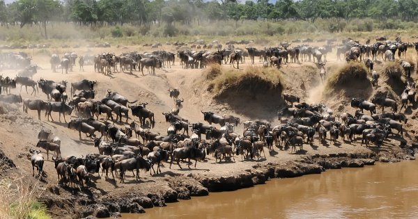 3 Day Maasai Mara Budget Safari