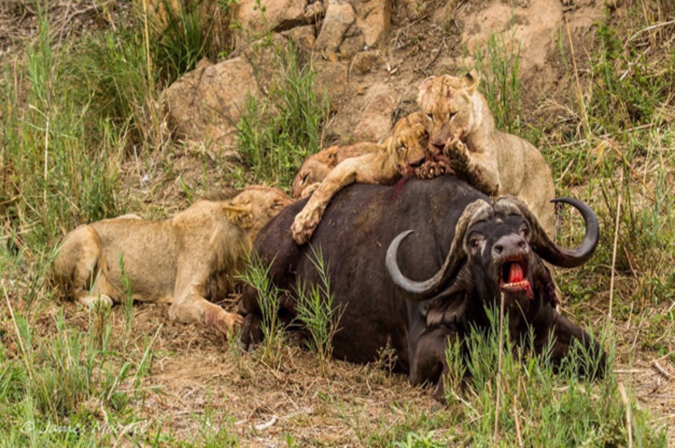 3 Day Maasai Mara Budget Safari