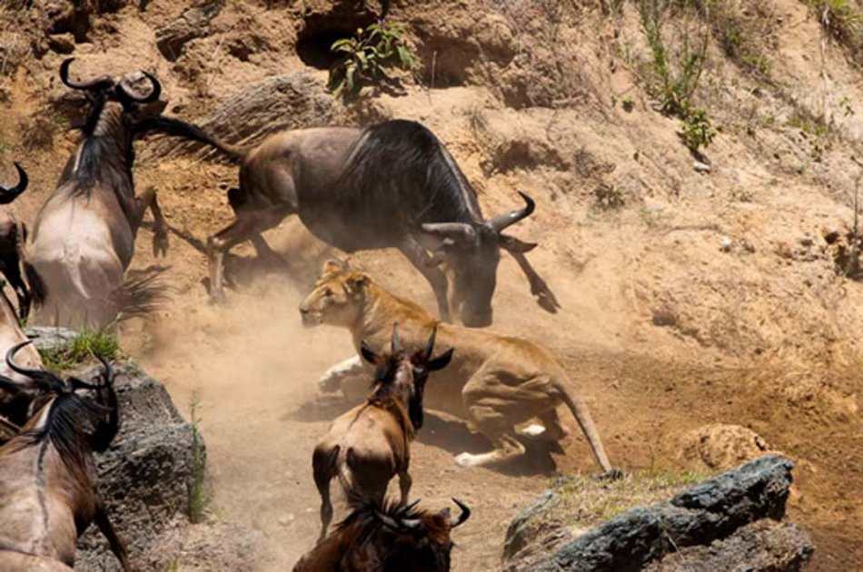 3 Day Maasai Mara Budget Safari