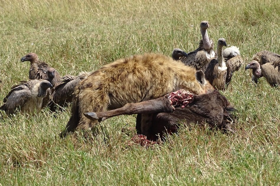 3 Days Maasai Mara Camping Safari