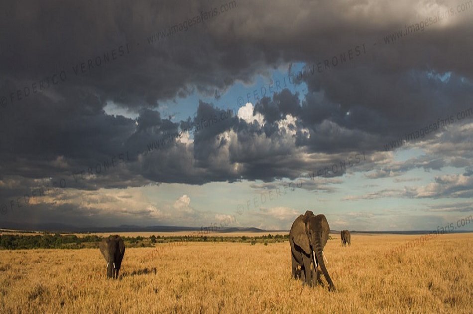 3 Days Masai Mara Safari Kenya