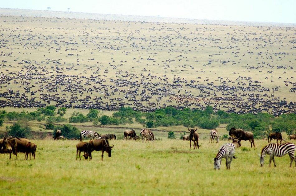 3 Days Masai Mara Safari Kenya
