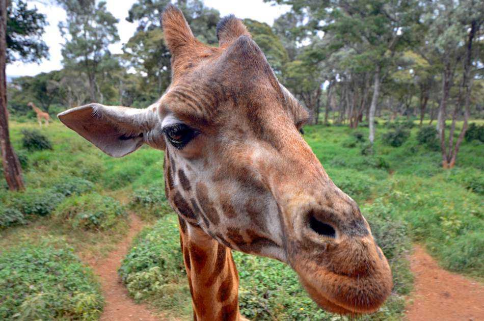 3 hour Tour of Karen Blixen Museum and Giraffe centre