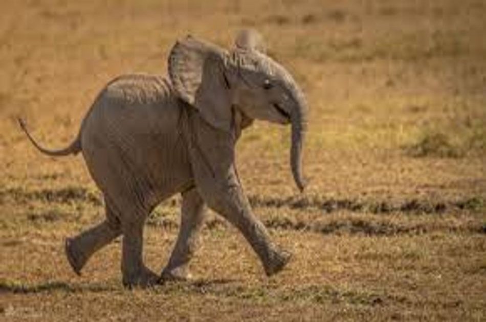 4 Day Majestic Masai Mara and Lake Nakuru Safari