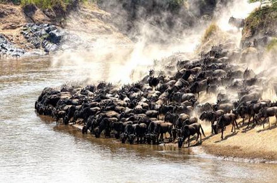 4 Day Majestic Masai Mara and Lake Nakuru Safari