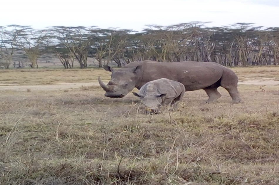 4 Day Majestic Masai Mara and Lake Nakuru Safari