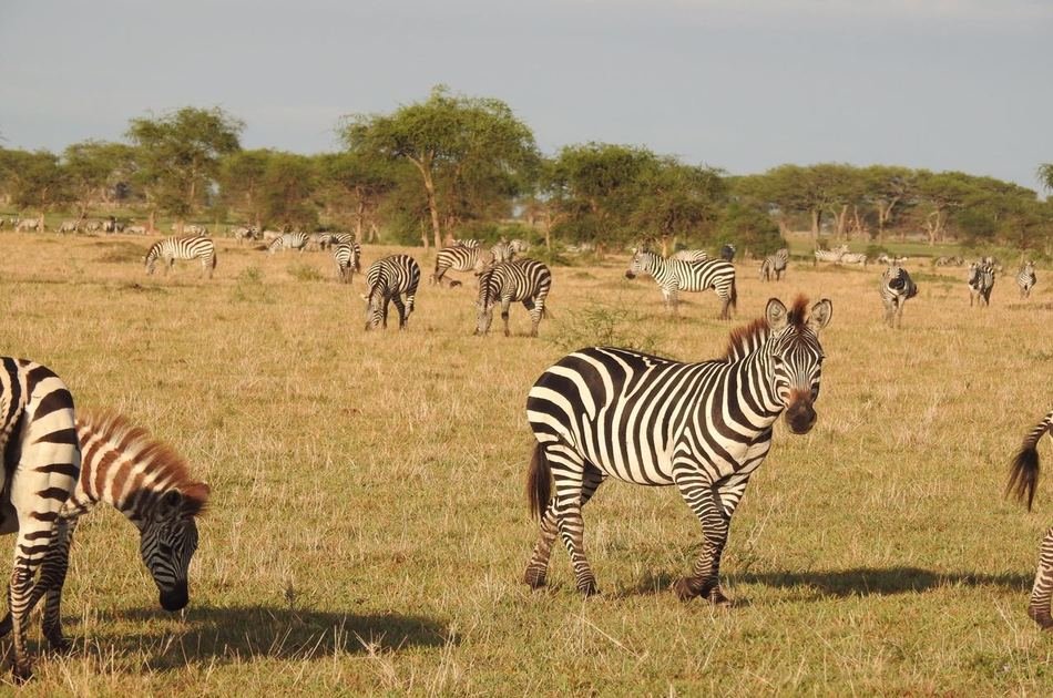 5 Days Big Five Kenya Safari
