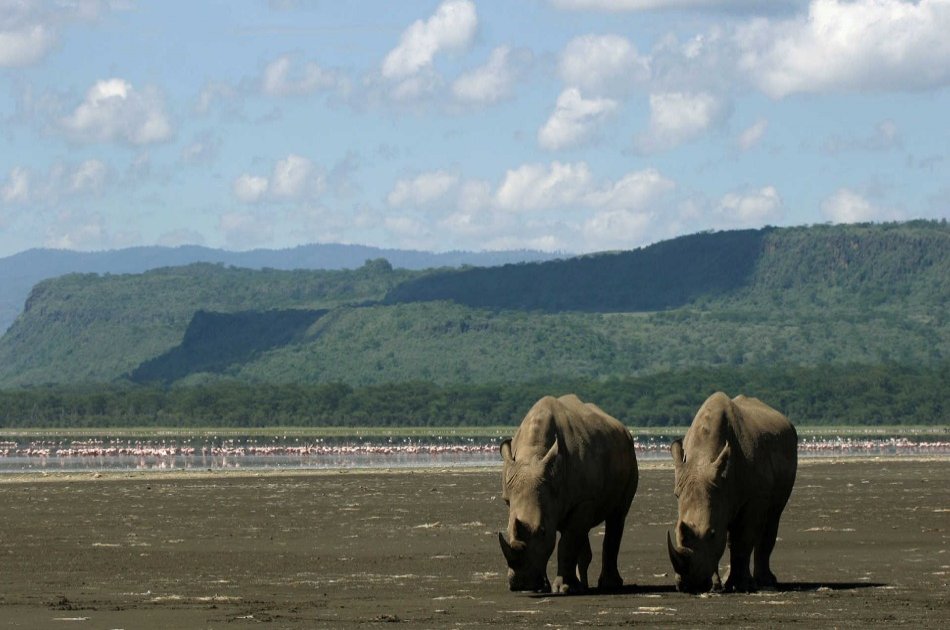 6-Day Masai Mara, Nakuru, Amboseli Luxury Safari