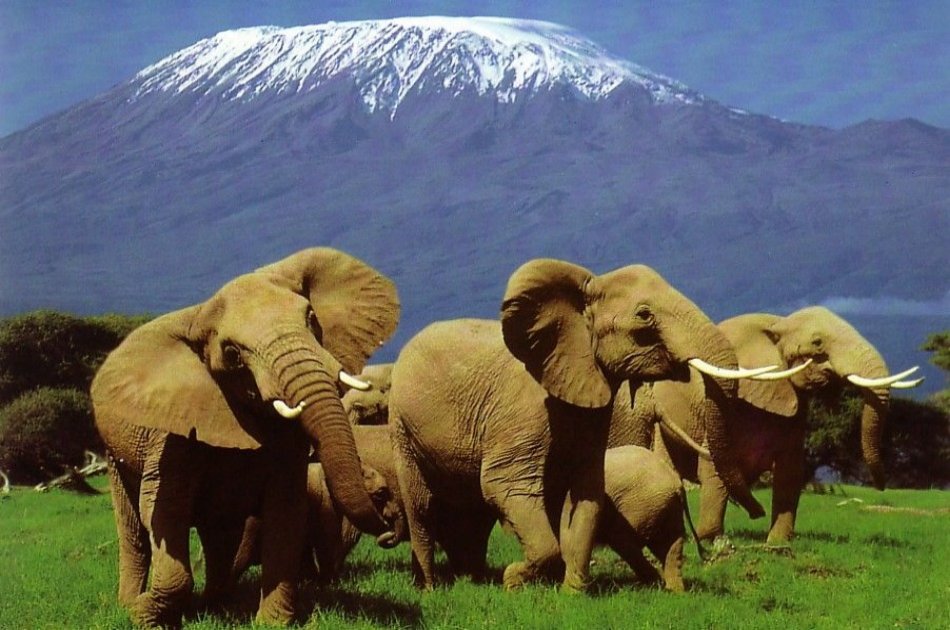 6-Day Masai Mara, Nakuru, Amboseli Luxury Safari