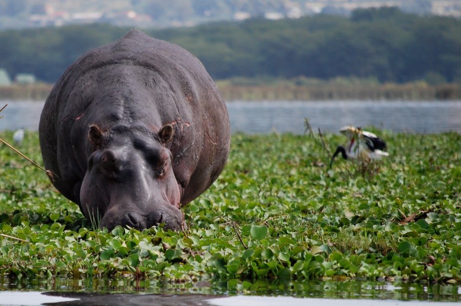 6-Day Masai Mara, Nakuru, Amboseli Luxury Safari