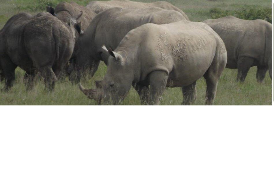 6 Days of Adventure on Kenya Camping Safari