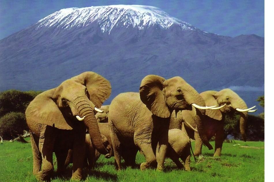 6 Days of Adventure on Kenya Camping Safari