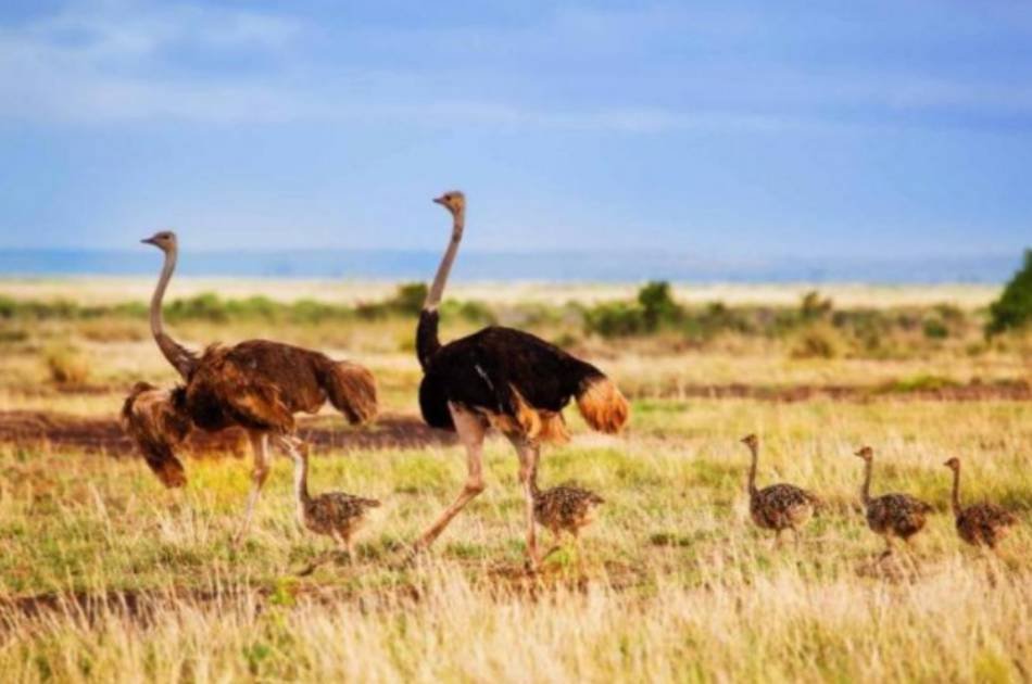 7 Day 2019 Wildebeest in Masai Mara and Lake Nakuru Safari From South Africa