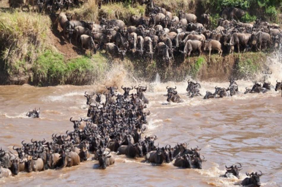 7 Day 2019 Wildebeest in Masai Mara and Lake Nakuru Safari From South Africa