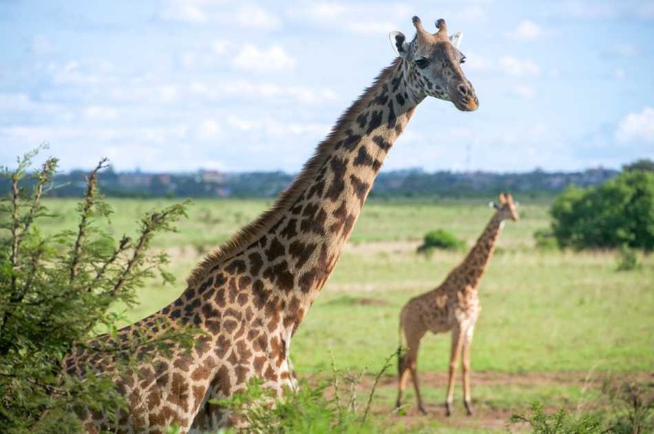 7 Day Luxury Kenyan Safari
