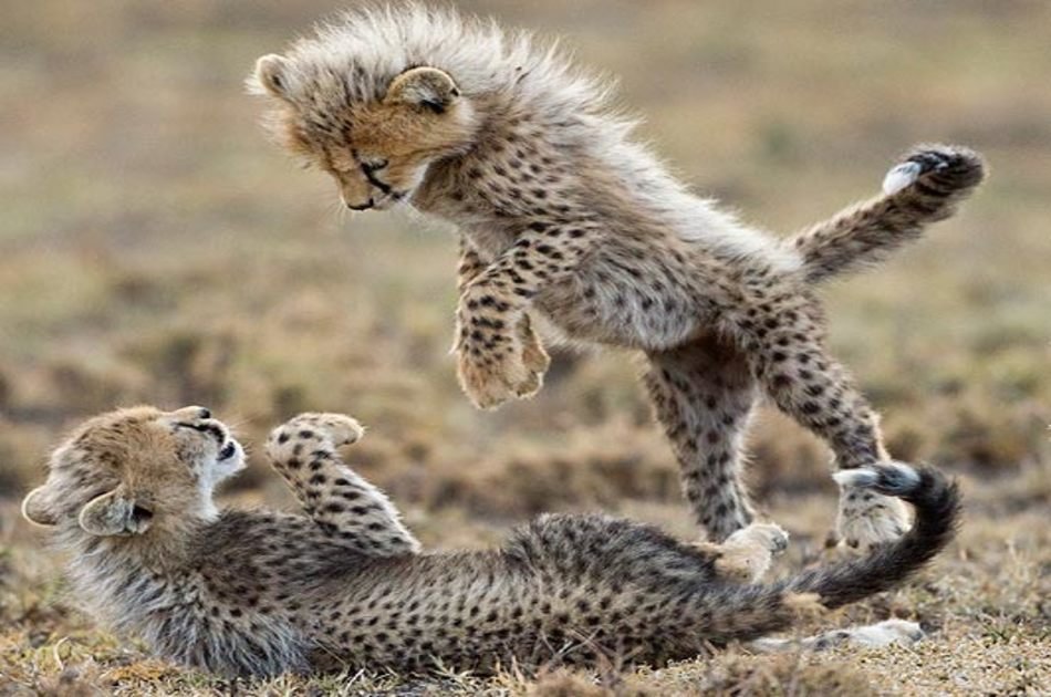 8 Days Best of Kenya Safari