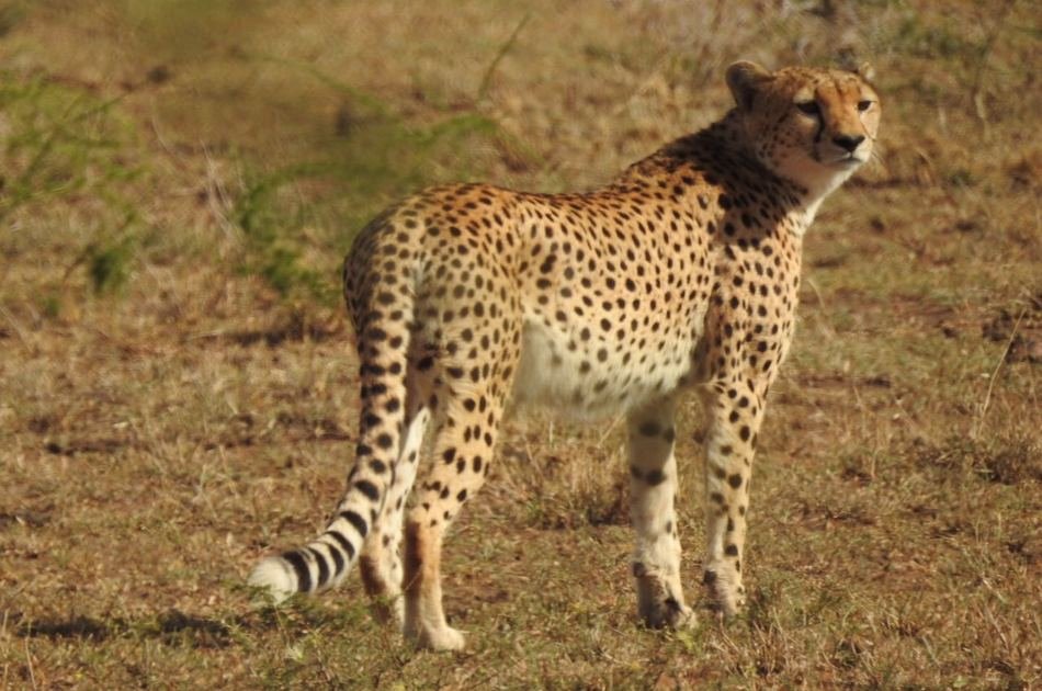 8 Days Best of Kenya Safari