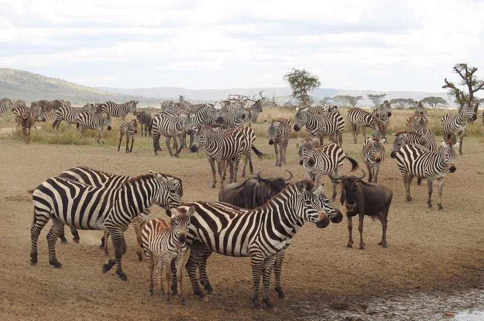 8 Days Best of Kenya Safari